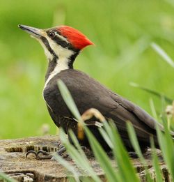 Close-up of bird perching on a plant