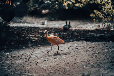 Close-up of a bird on field