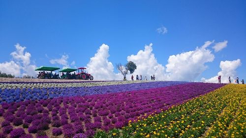 Panoramic view of flower field against blue sky