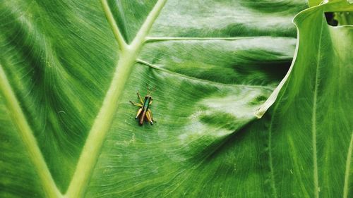 Close-up of insect on leaf