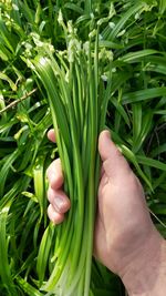 Close-up of hand holding plant