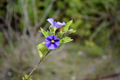 flowering plant