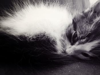 Close-up of cat sleeping at home