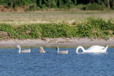 Swans in a lake