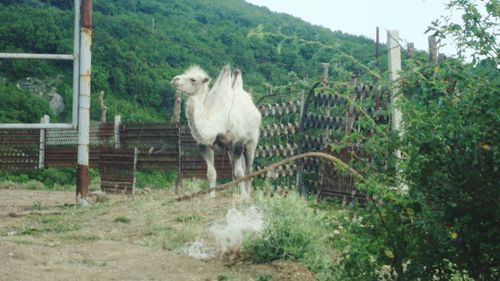 View of sheep standing on landscape