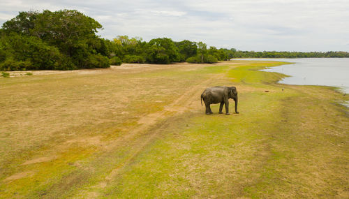 Wild ceylon elephant in its natural habitat. panama wewa lake in sri lanka. arugam bay.