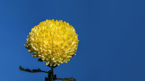 Low angle view of plant against clear blue sky