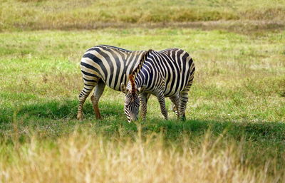 Zebra grazing in a field