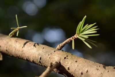 Close-up of insect on plant