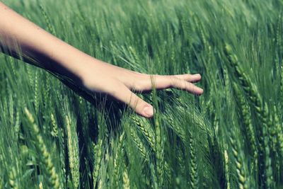 Close-up of cropped hand touching wheat on field