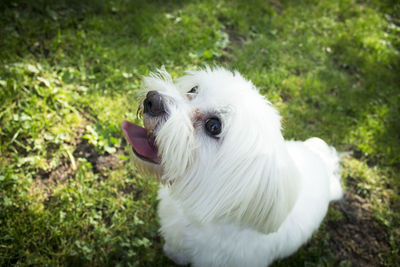 White maltese bichon on the grass outdoors. no people