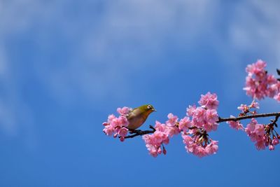 Close-up of pink cherry blossom against blue sky