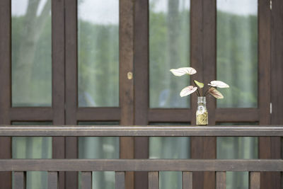 Close-up of white flower on window