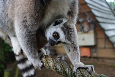 Close-up of baby lemur outdoors