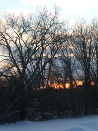 Silhouette bare trees against sky during winter