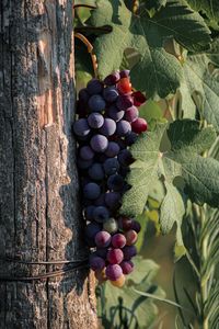 Close-up of grapes growing on tree