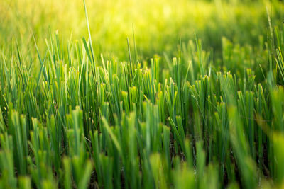 Close-up of fresh green plants on field
