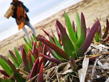 Close-up of succulent plant on beach