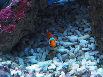 Close-up of fish in sea