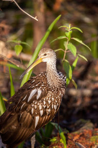 Limpkin wading bird aramus guarauna in the corkscrew swamp sanctuary of naples, florida