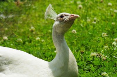 Close-up of bird on grass