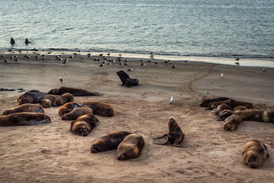 High angle view of sheep on beach