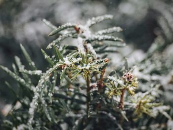 Close-up of snow on plant