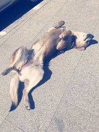 High angle view of dog on the floor