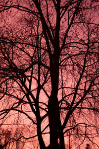 Low angle view of bare tree against sky