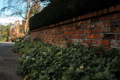 Plants growing on brick wall