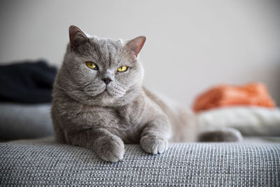 Close-up portrait of a cat on bed