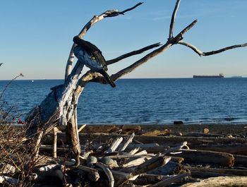 Driftwood on beach by sea against sky