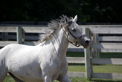 Close-up of white horse