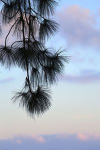 Low angle view of silhouette tree against sky at sunset