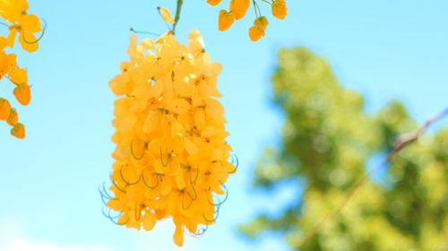 Close-up of fresh yellow marigold flowers against clear sky