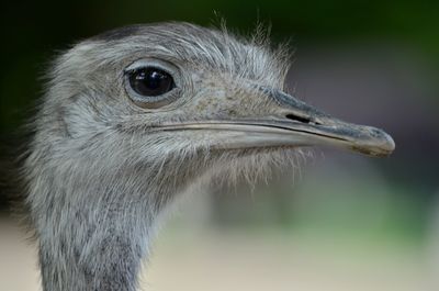 Close-up of ostrich