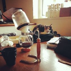 Cat on table at home