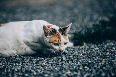 Cat resting on road