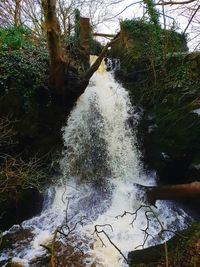 Scenic view of river in forest