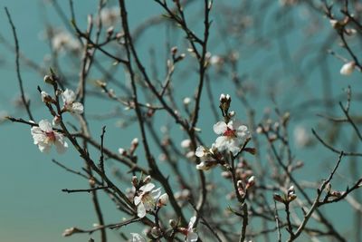 Close-up of flowers on branch