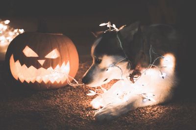 View of pumpkins at night