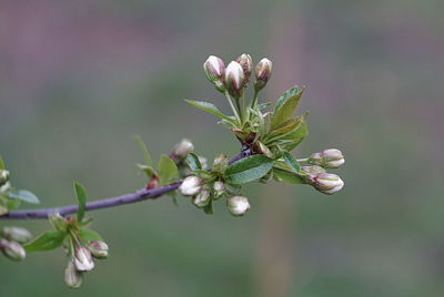 Close-up of flowering plant