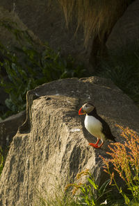 Close-up of bird perching on rock