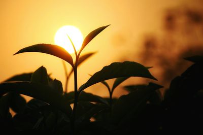 Close-up of silhouette flower against sky during sunset