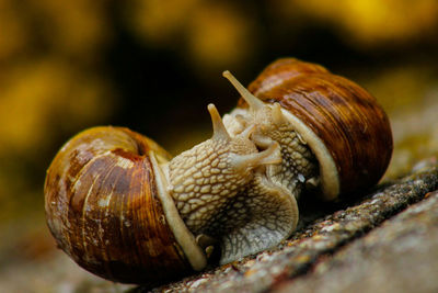 Close-up of snail on white surface