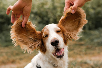 Cropped hand holding dog