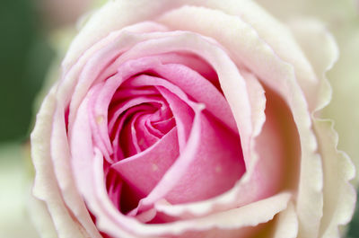 Close-up of pink rose