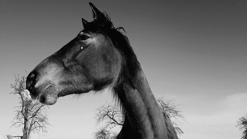 Low angle view of a horse against sky