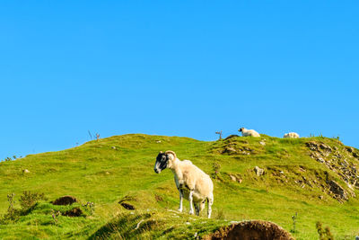 Mountain goats on field against clear blue sky