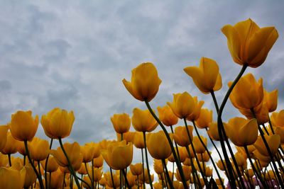 Flowers growing in field